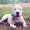 dogo argentino