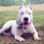 dogo argentino