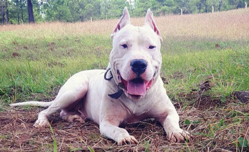 dogo argentino