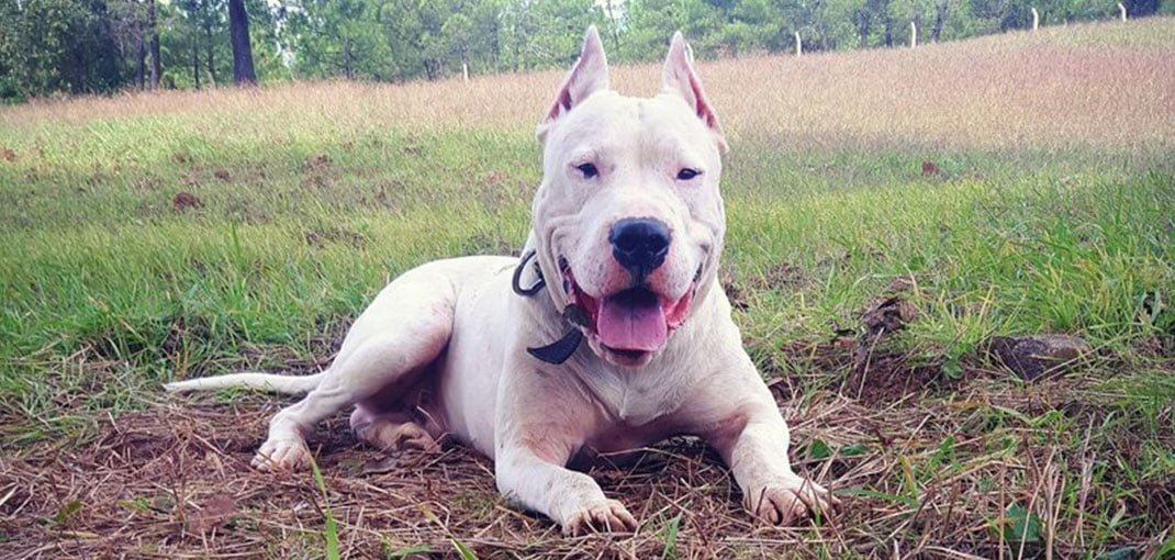 dogo argentino